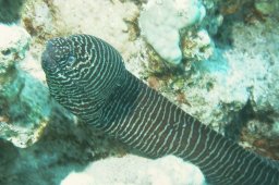 20020528_El_Fanadir_0035